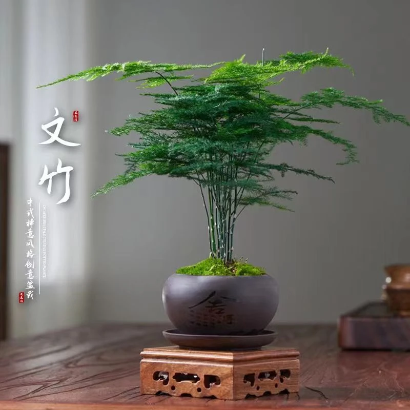 文竹盆栽花卉植物室内办公室水培客厅懒人小绿植大全盆景栀子花