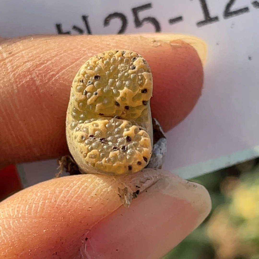 25-125泡泡勋章肉锥