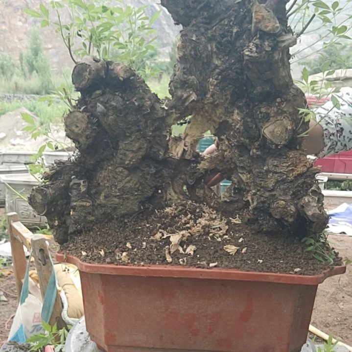 用***2当前无花栽培后可以开花