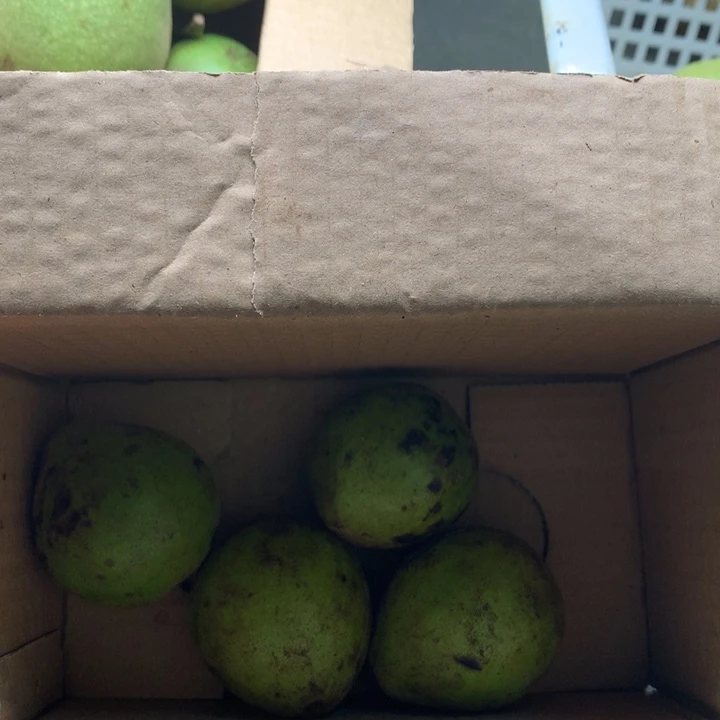 文玩核桃吊坠霸王龙青皮，不退不换，2对