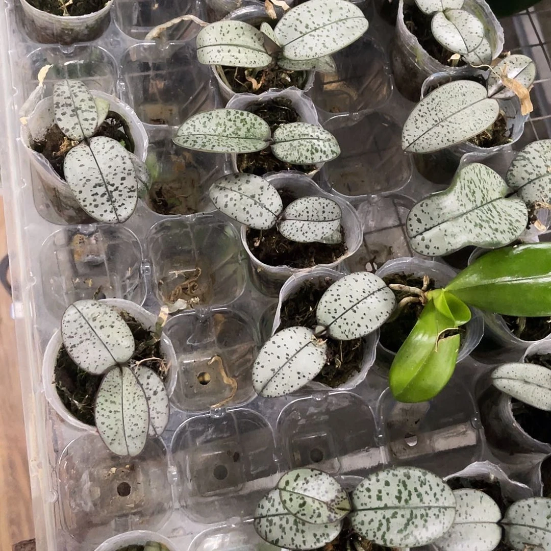 当前无花栽培后可以开花蝴蝶兰银叶西1.7