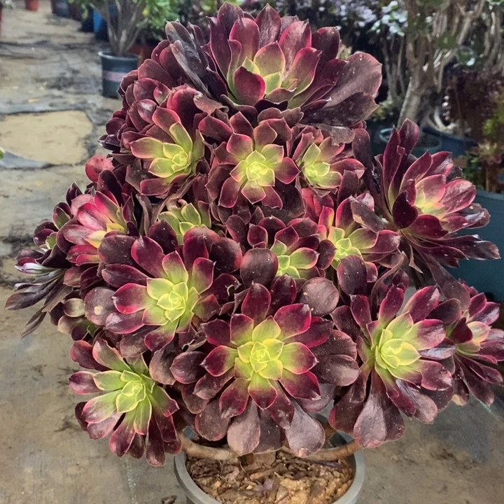 金丝雀多肉植物32