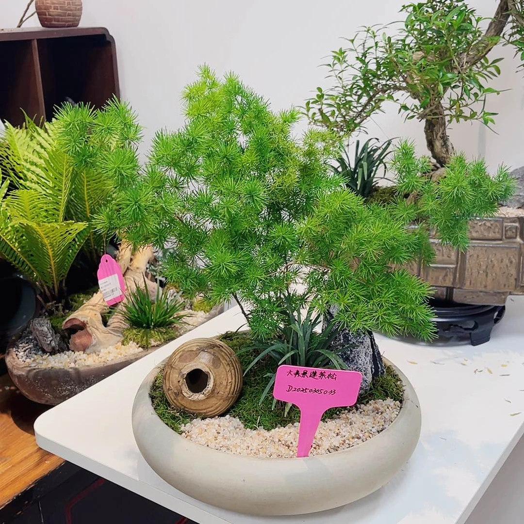 高端绿植一物一拍