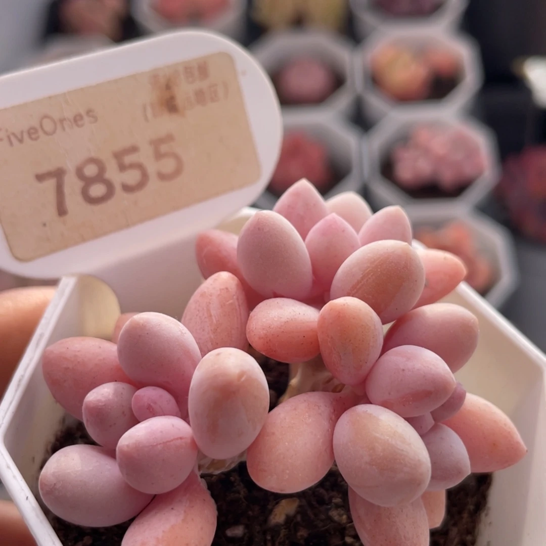 粉色恋人7855-6.0厘米