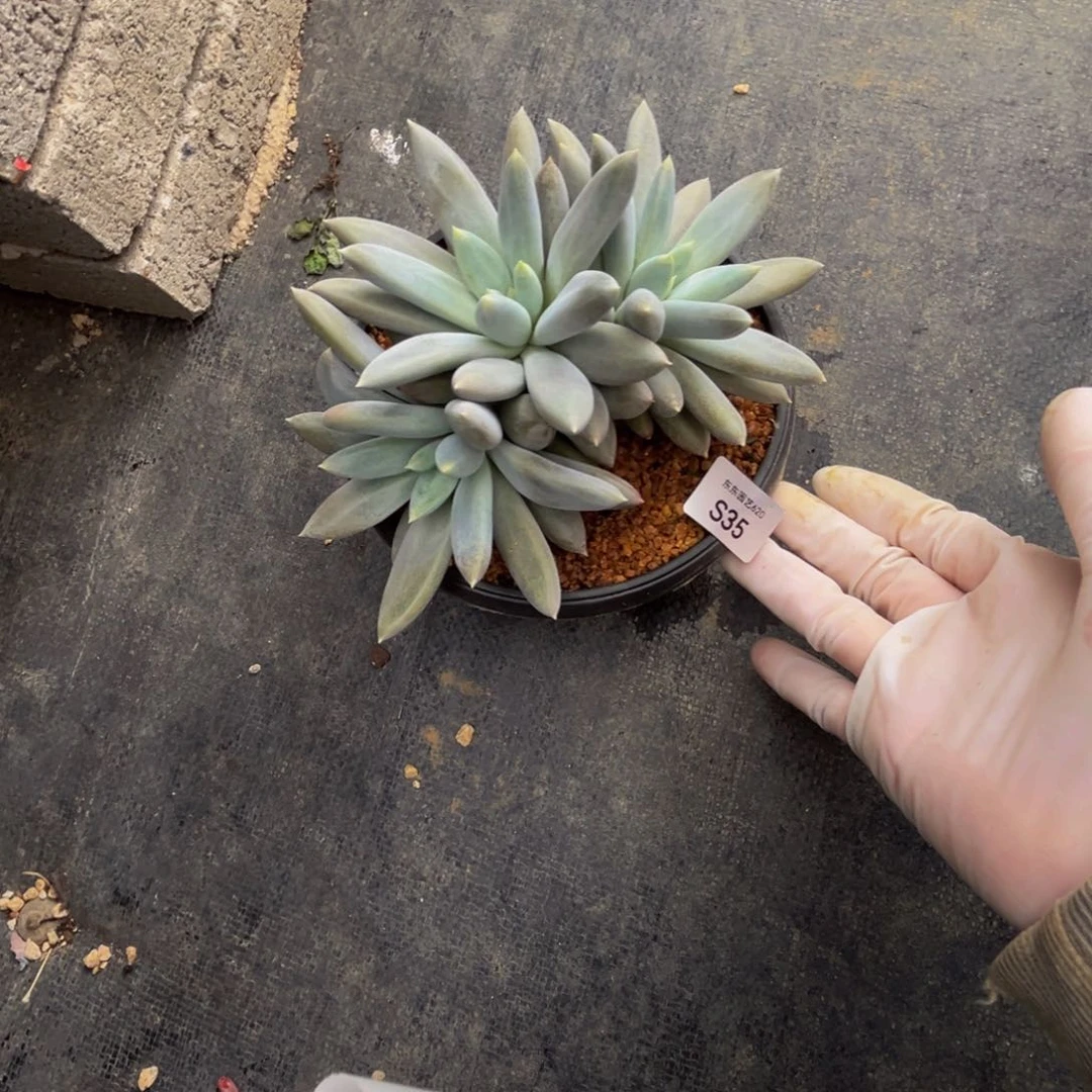s35哥特萝莉大三头