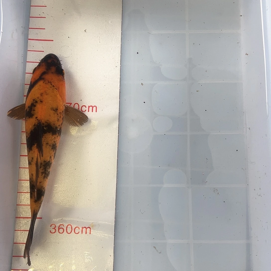 锦鲤鑫泓锦鲤养殖