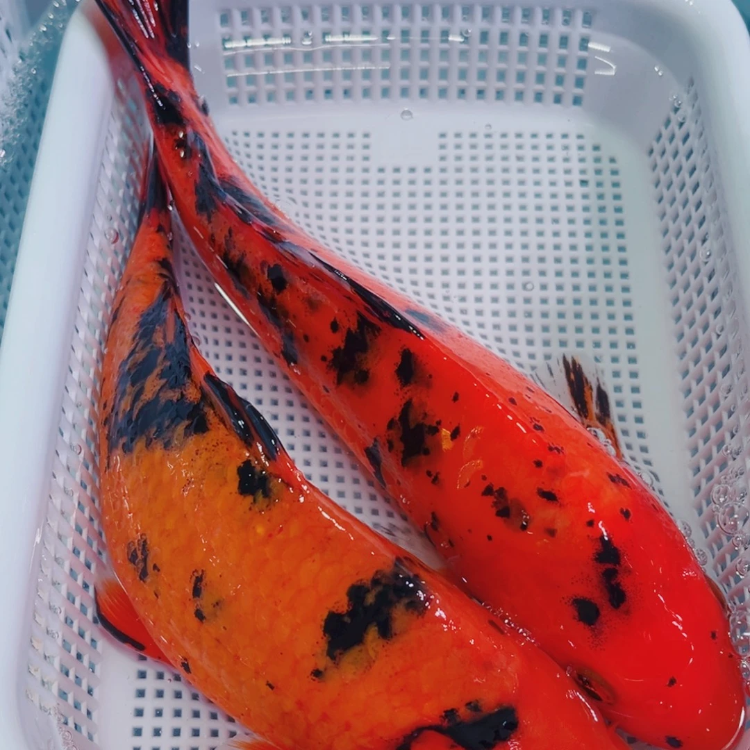 锦鲤锦鲤冷水鱼观赏133