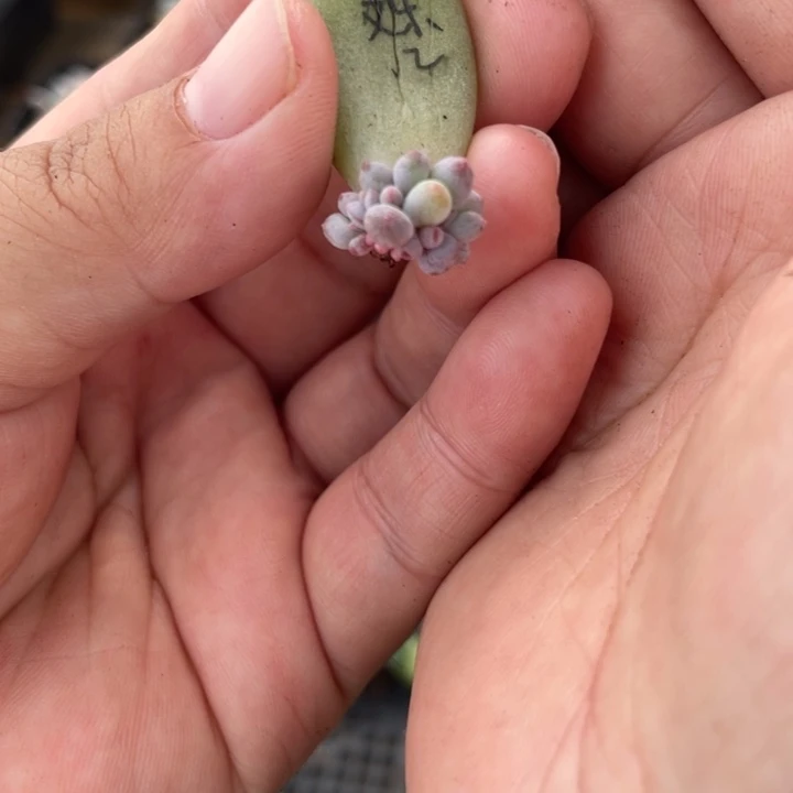 文乐锦小苗子朵朵缀02号啊啊