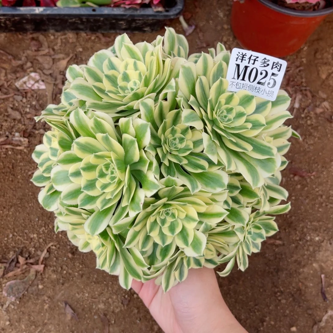 025迈巴赫 冠幅20左右