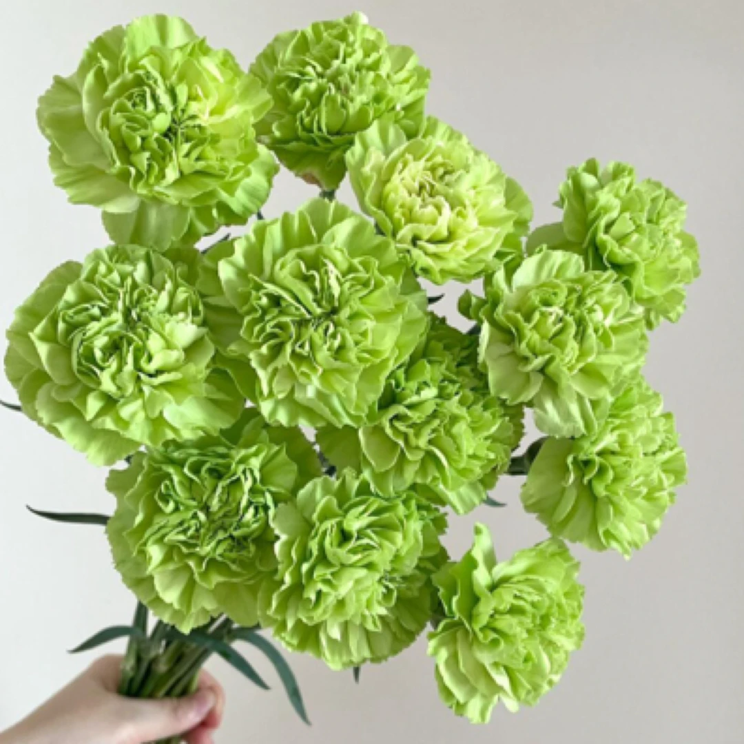 【绿色康乃馨10枝】衡阳花店家居鲜花全场任意两单免费配送