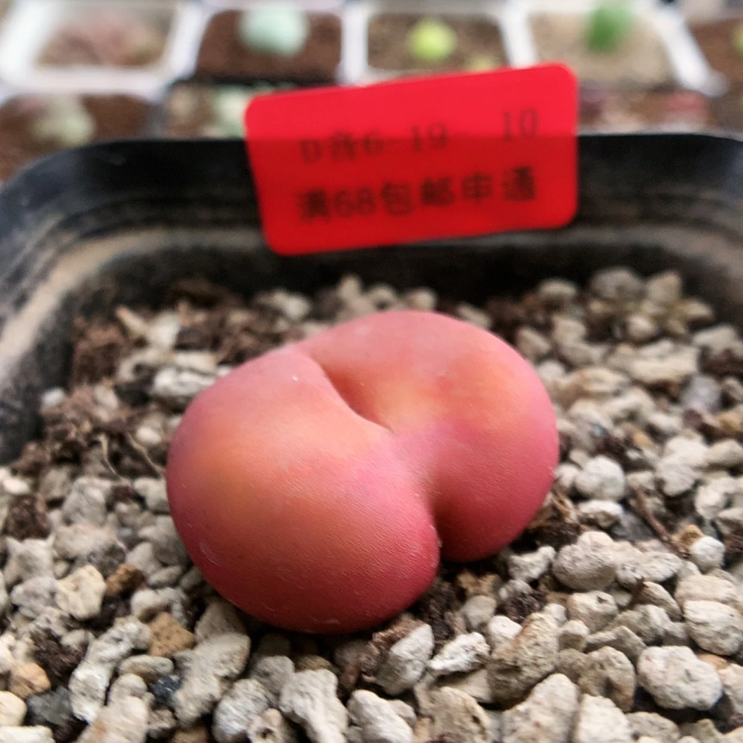 【闪购商品】6-19-10 蟠桃一颗