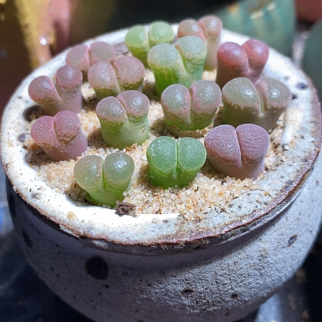 单头粉樱风铃一头。买二送一。