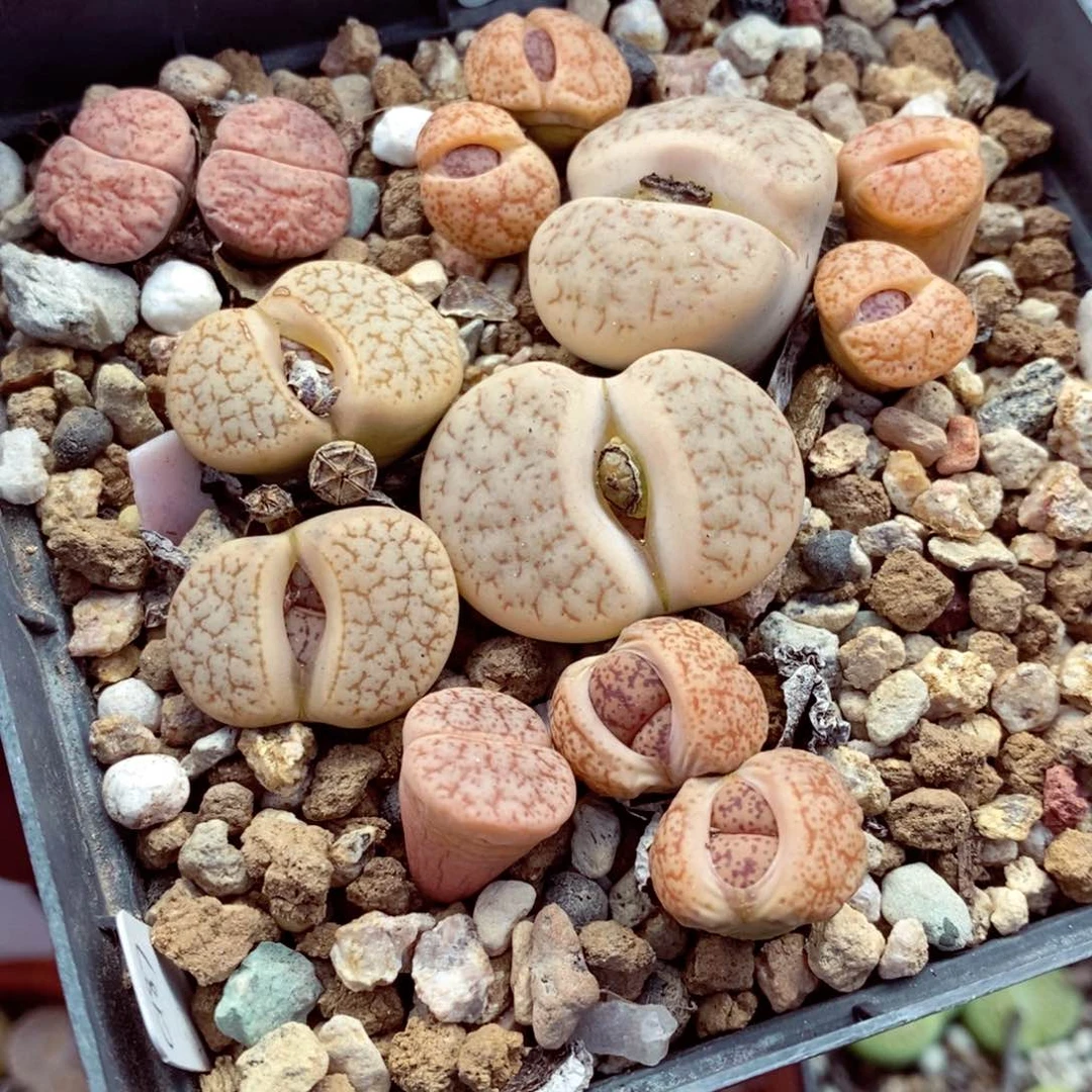 我的小姐姐们都是我的小可爱248