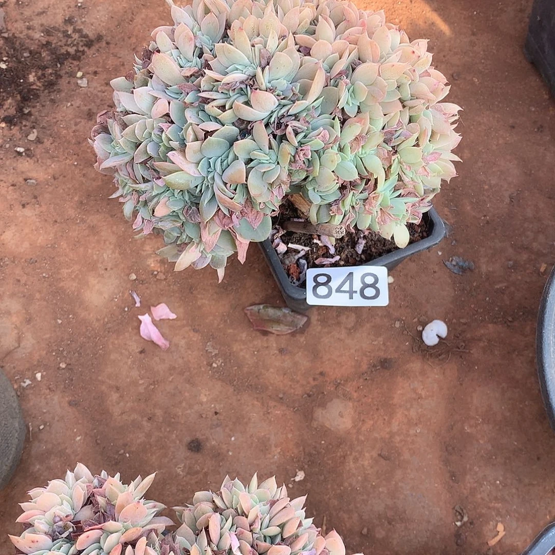 848丝绸缀一物一拍多肉