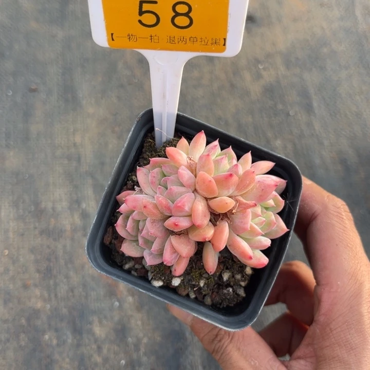 云尘多肉一物一拍58