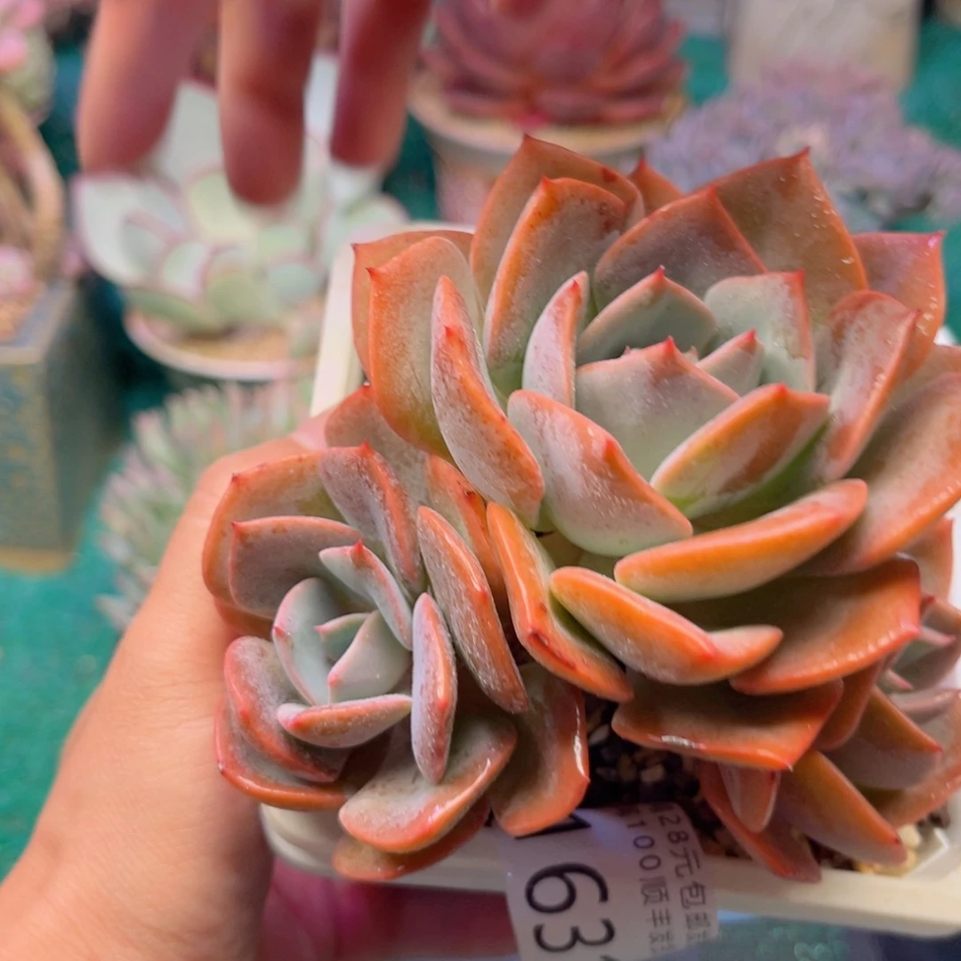 大1631（xbcvbnnnnn