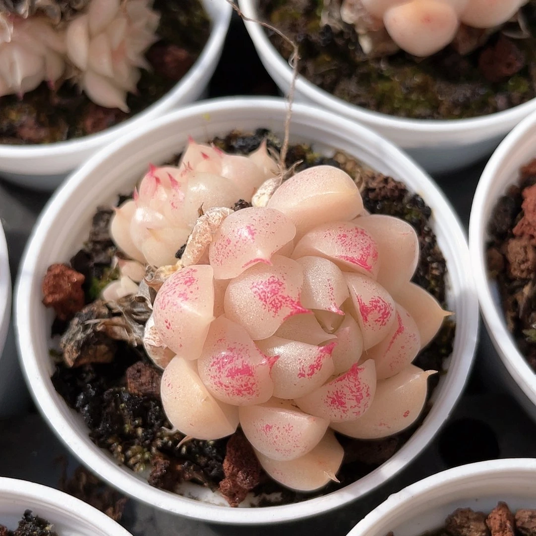 优选麦秆福利8793