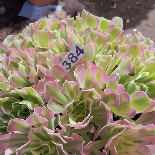 萍***7多肉植物一个白凤