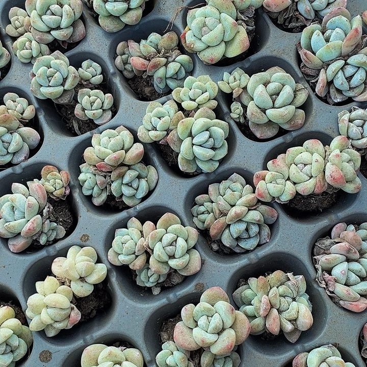 小双头冰玉1元带土发