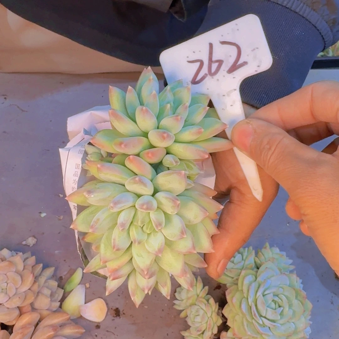 多肉葡萄的季节性好