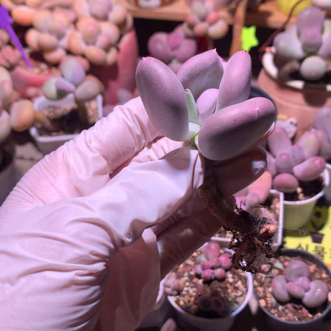 小屁桃奶酪多肉小屁桃