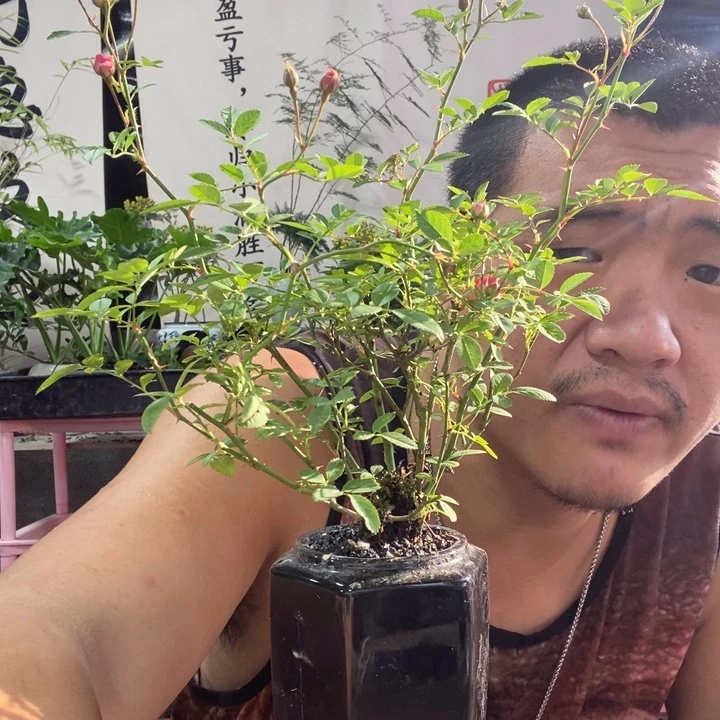 以实际为准盆景盆栽绿植56