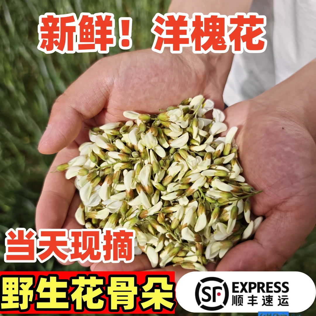 顺丰包邮2025秦岭野生洋槐花麦饭新鲜采摘现货冷链孕妇宝妈可食用