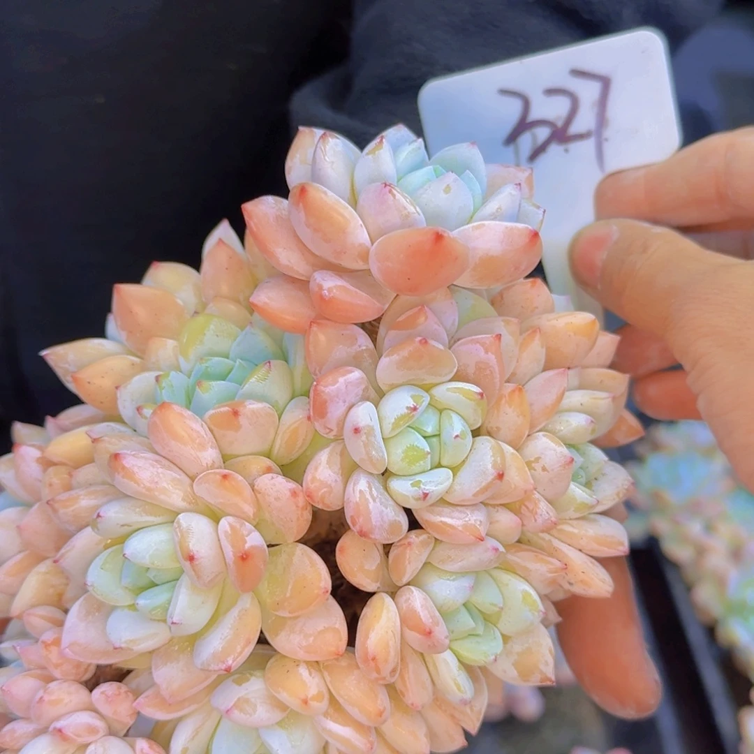 多肉植物的生长发育