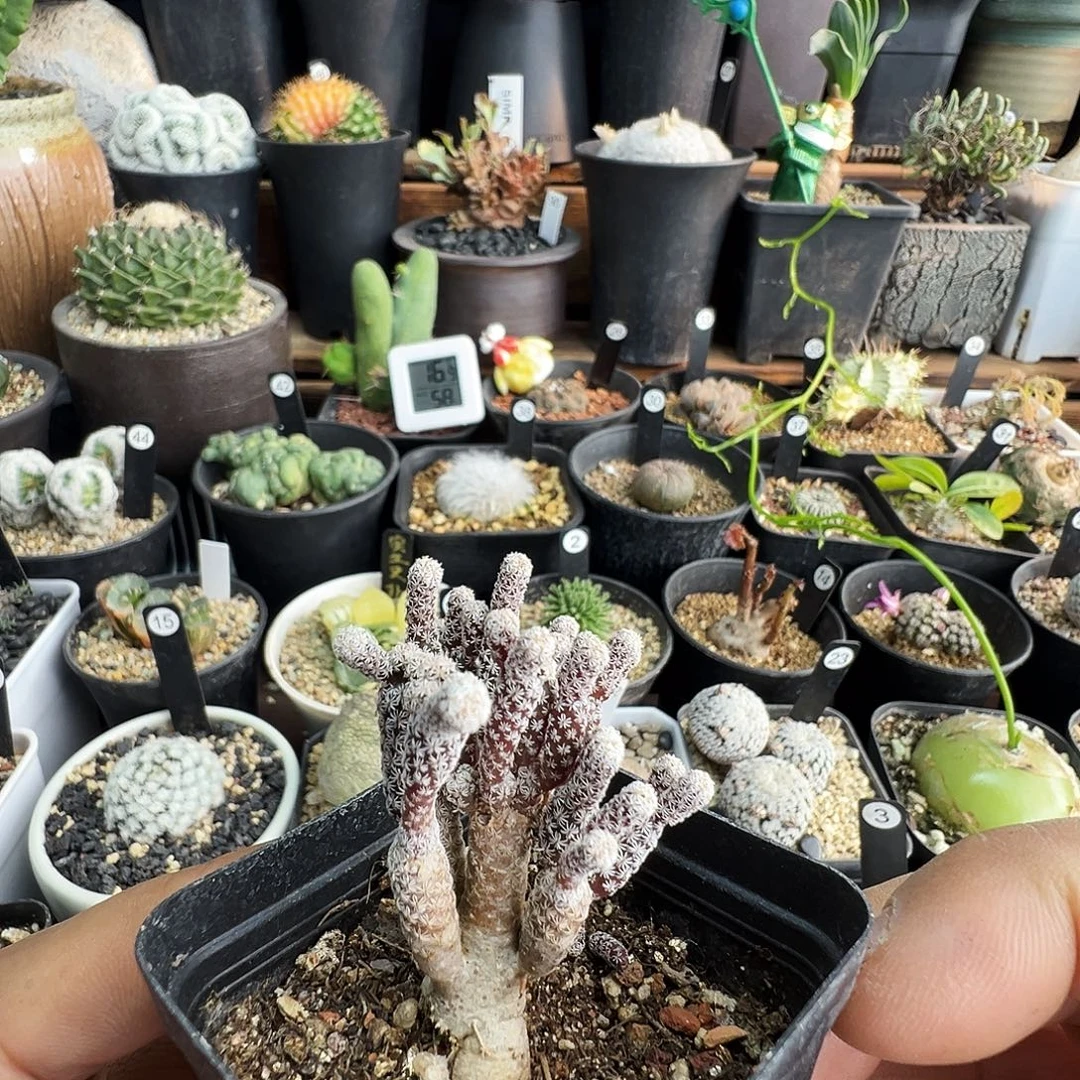 迷你牧师带盆发货