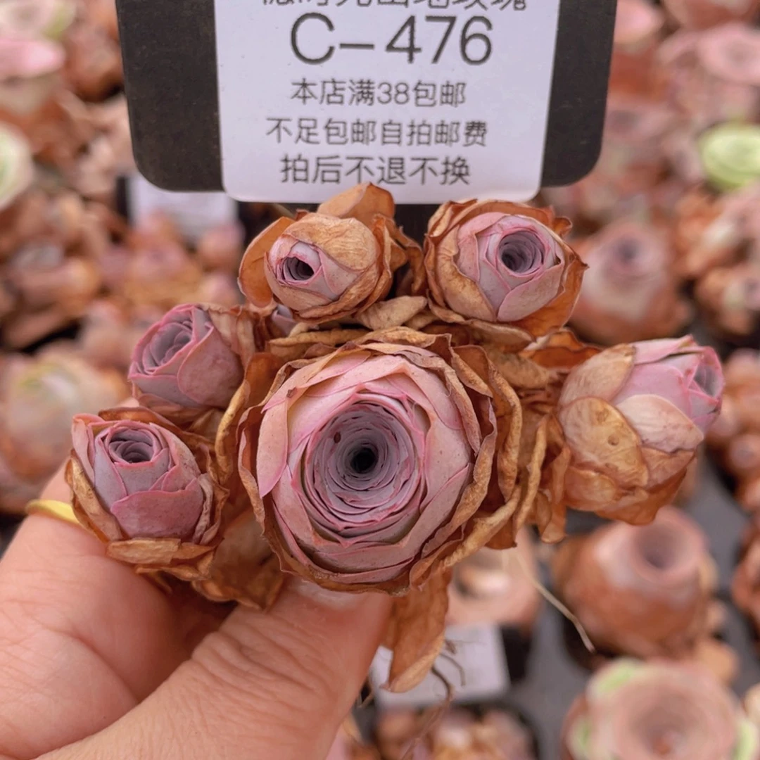 山地玫瑰C476裸根发货断枝不包损不售后