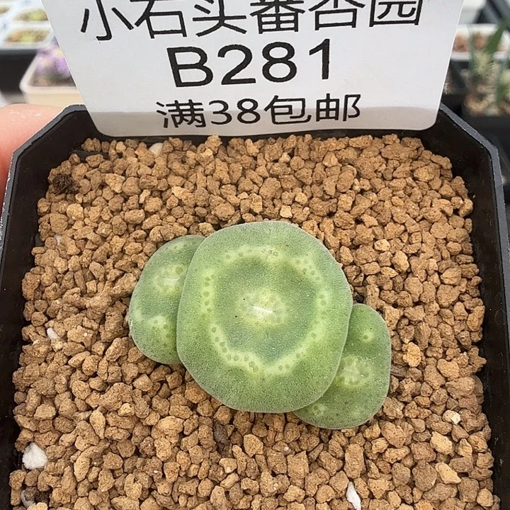 毛饼杂绿豆糕 带盆发