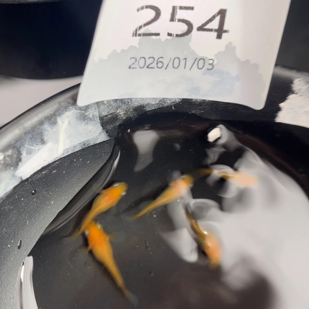 青鳉鱼254黄出目五尾