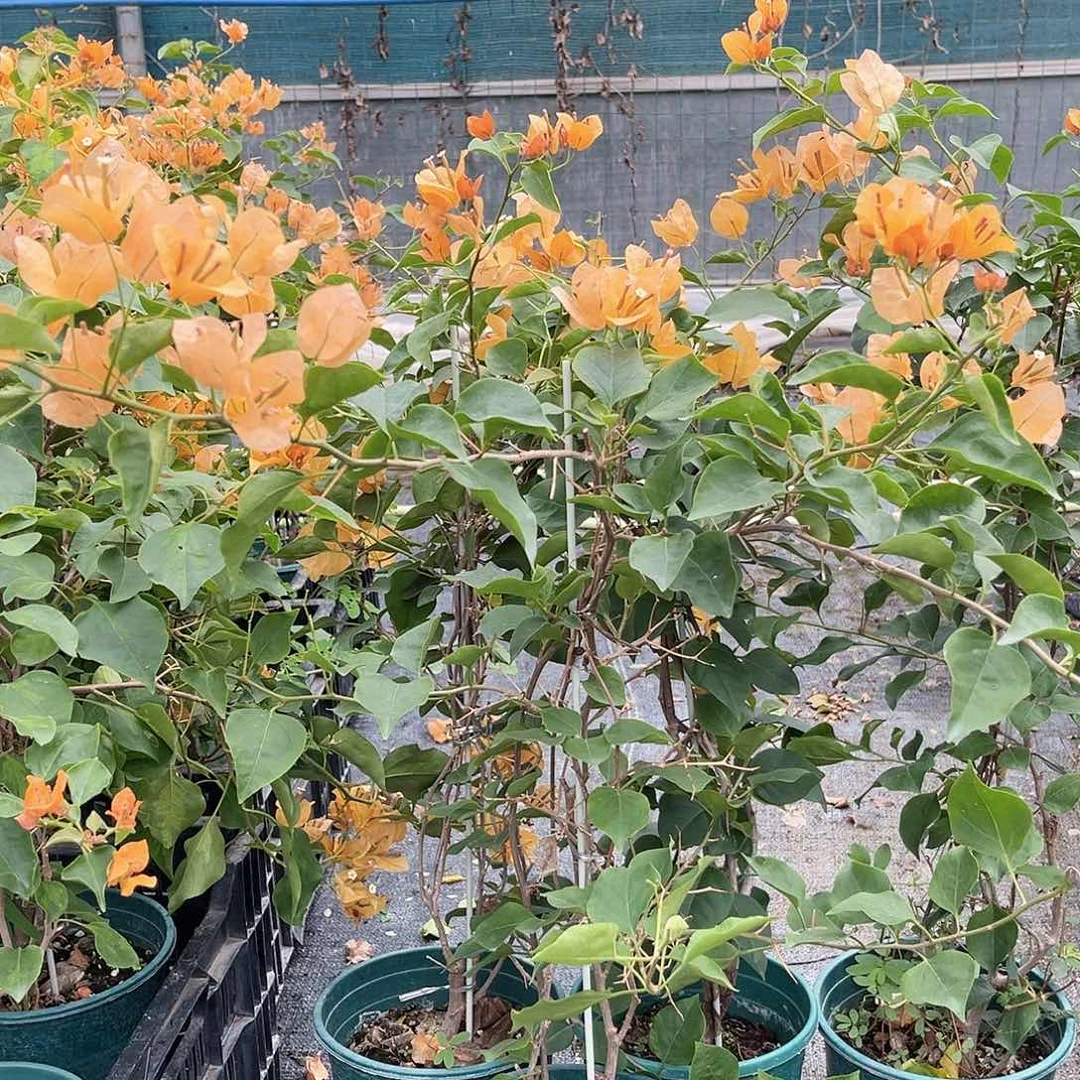 当前无花栽培后可以开花金色光辉一颗
