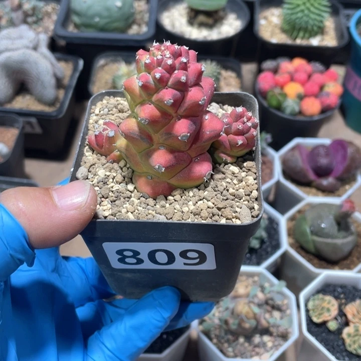 葛*爷809将军阁自然锦