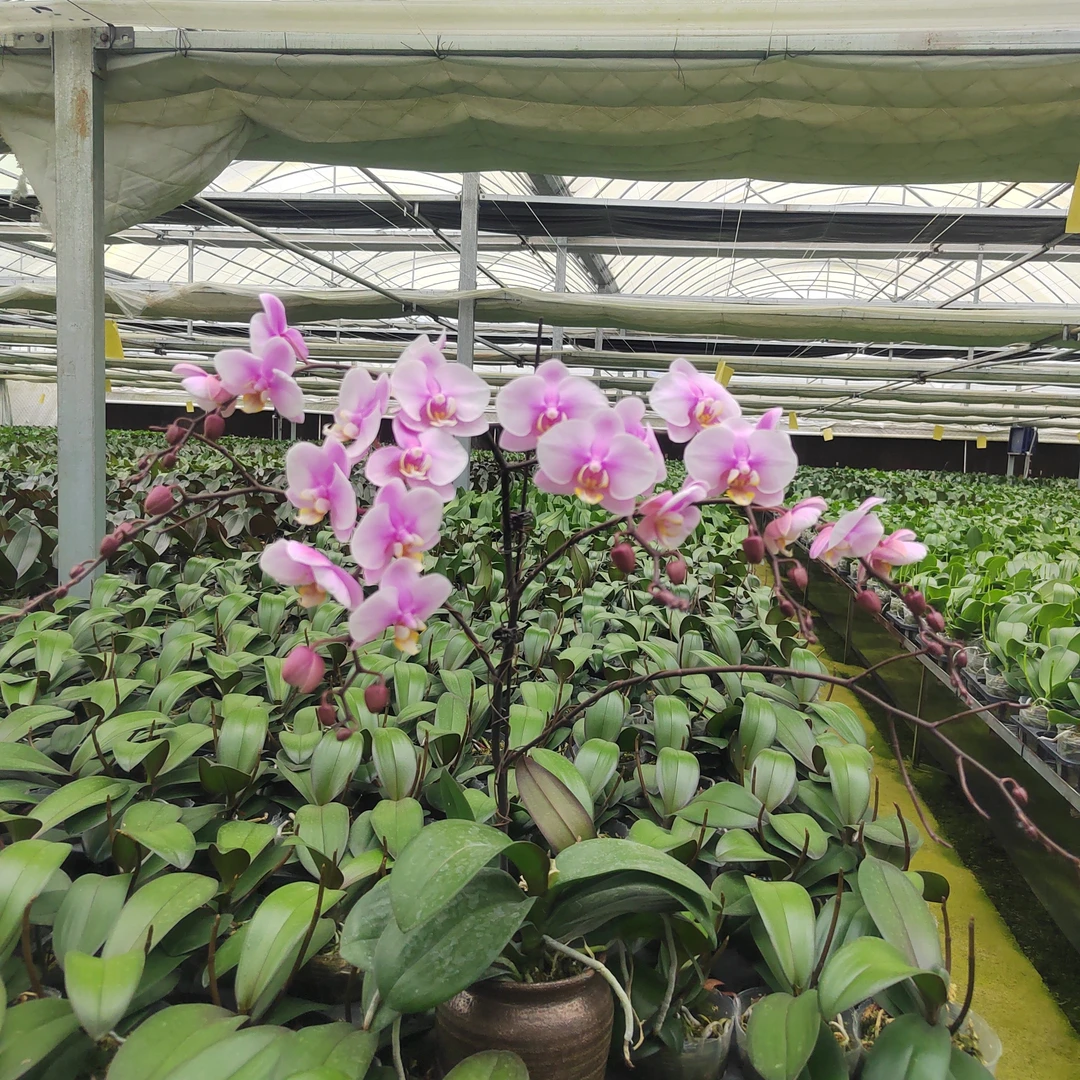 【抽梗苗蝴蝶兰-格林童话】3.5寸抽梗苗一棵成景绿植花卉美观好养活