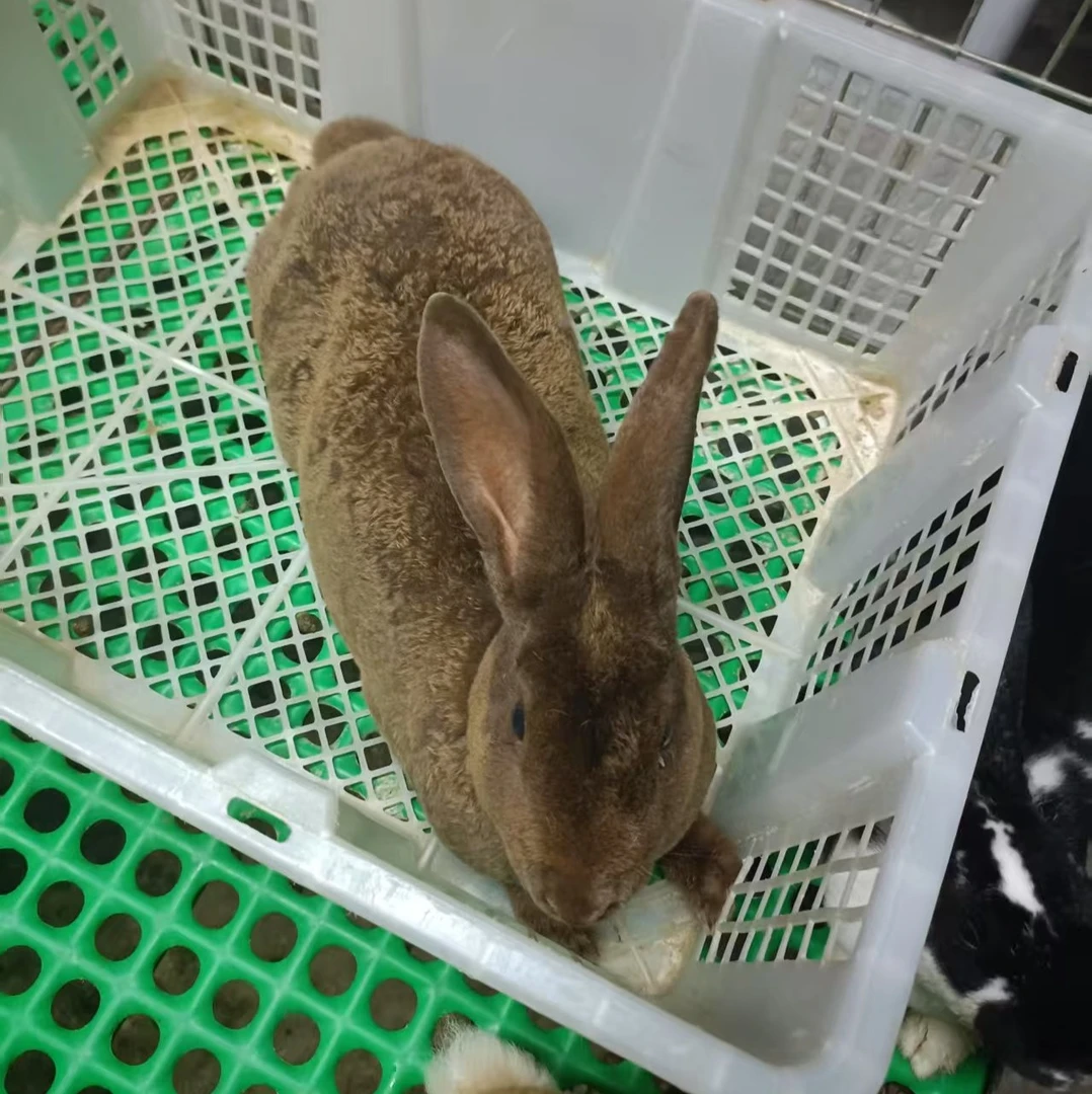 红色獭兔适合家养种兔