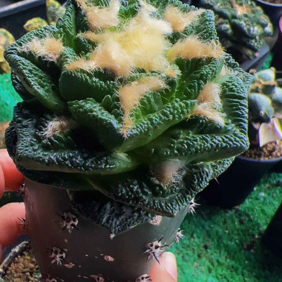 无花朵福利苗接大尤隔尤辛顿牡丹663