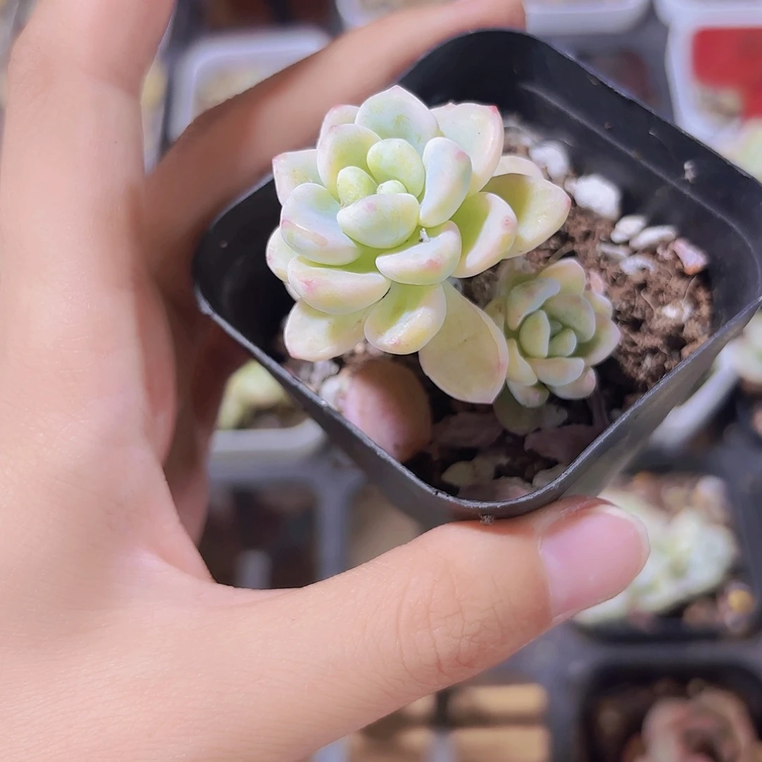 精品劳尔锦多肉植物