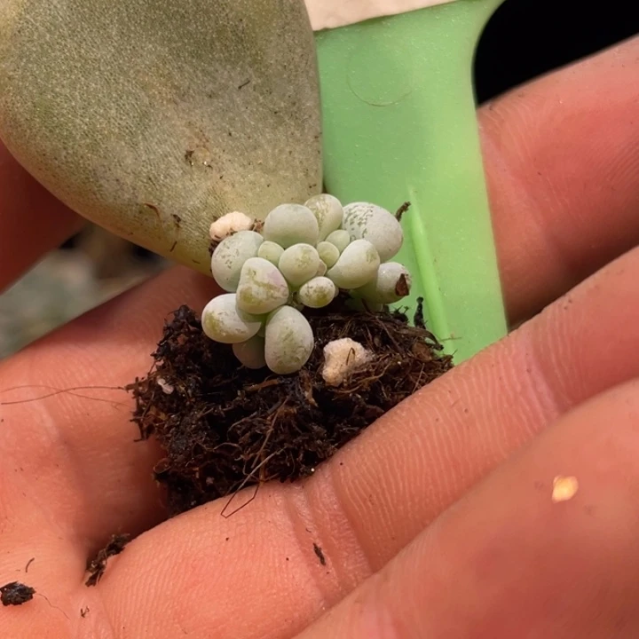 油煎叶插097号的啊吧多肉啊啊