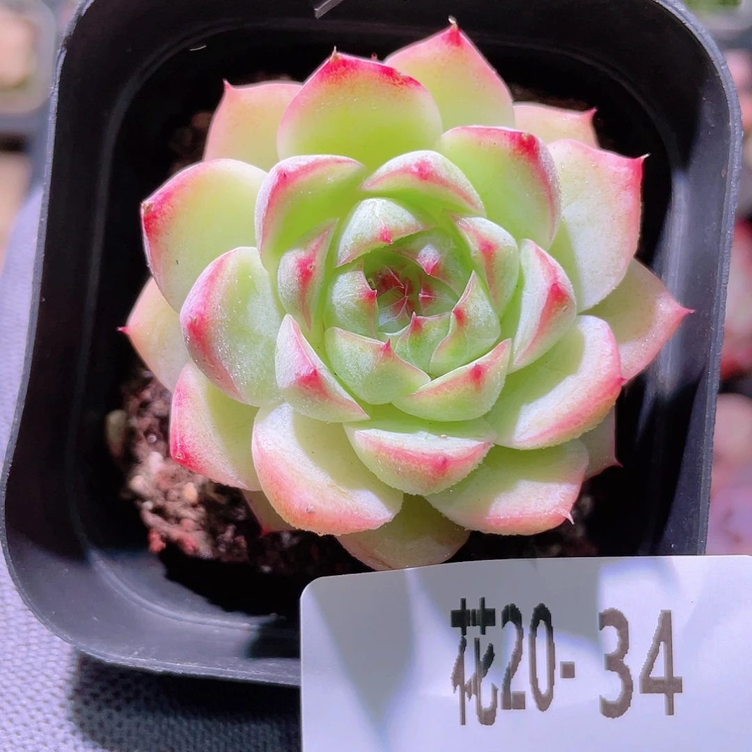 花利美20-34女王玫瑰