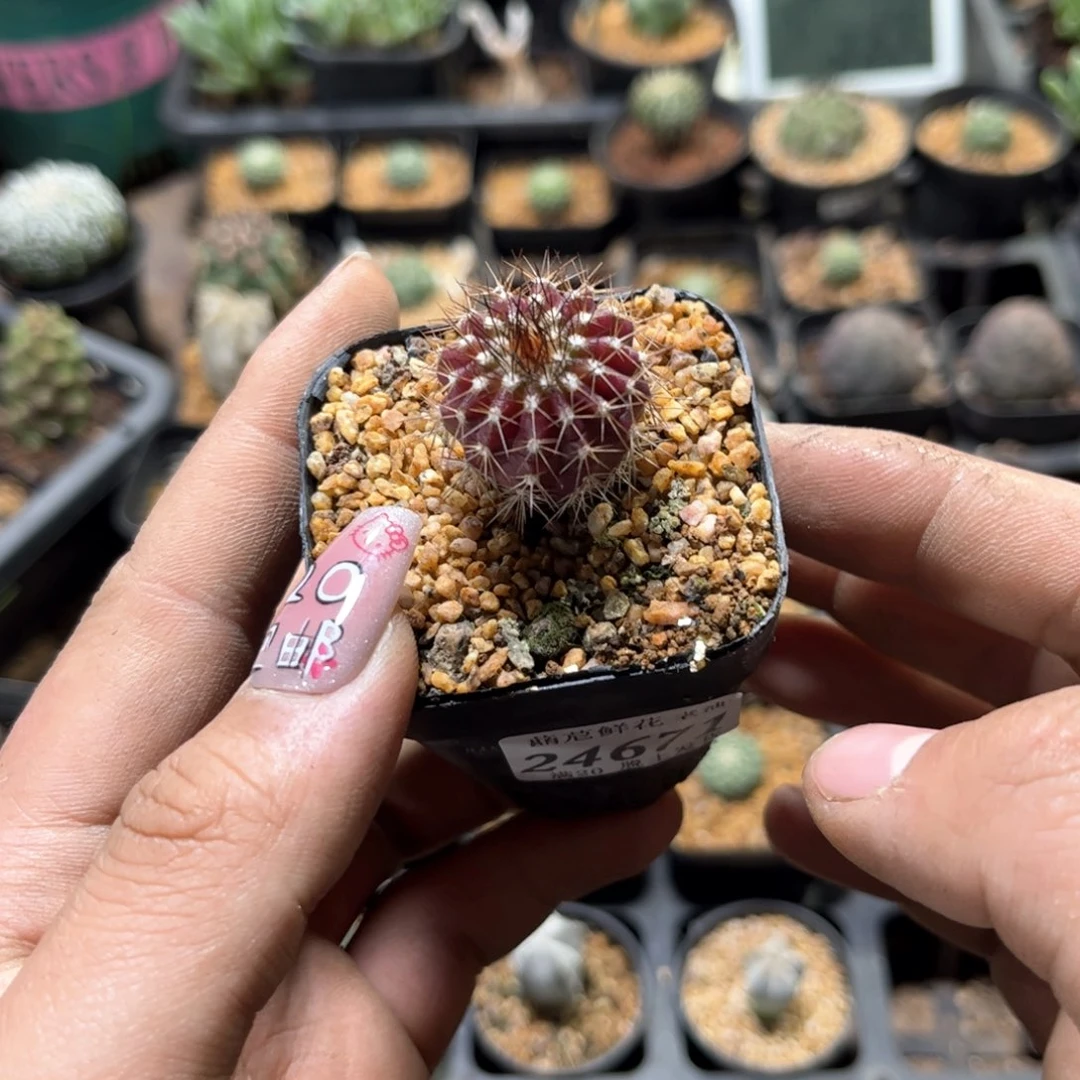 2****D24671一物一拍单头发货