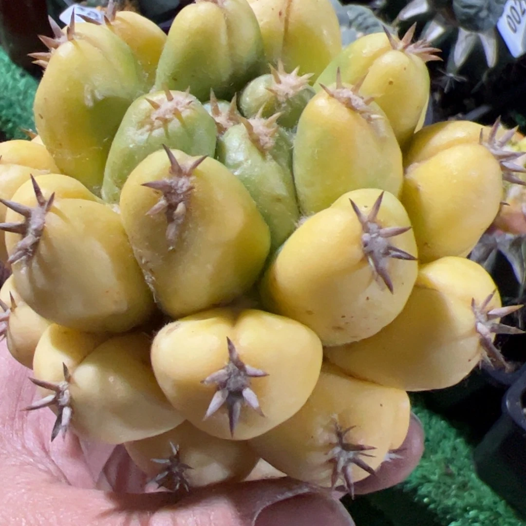 双排短豪刺象牙锦无根376