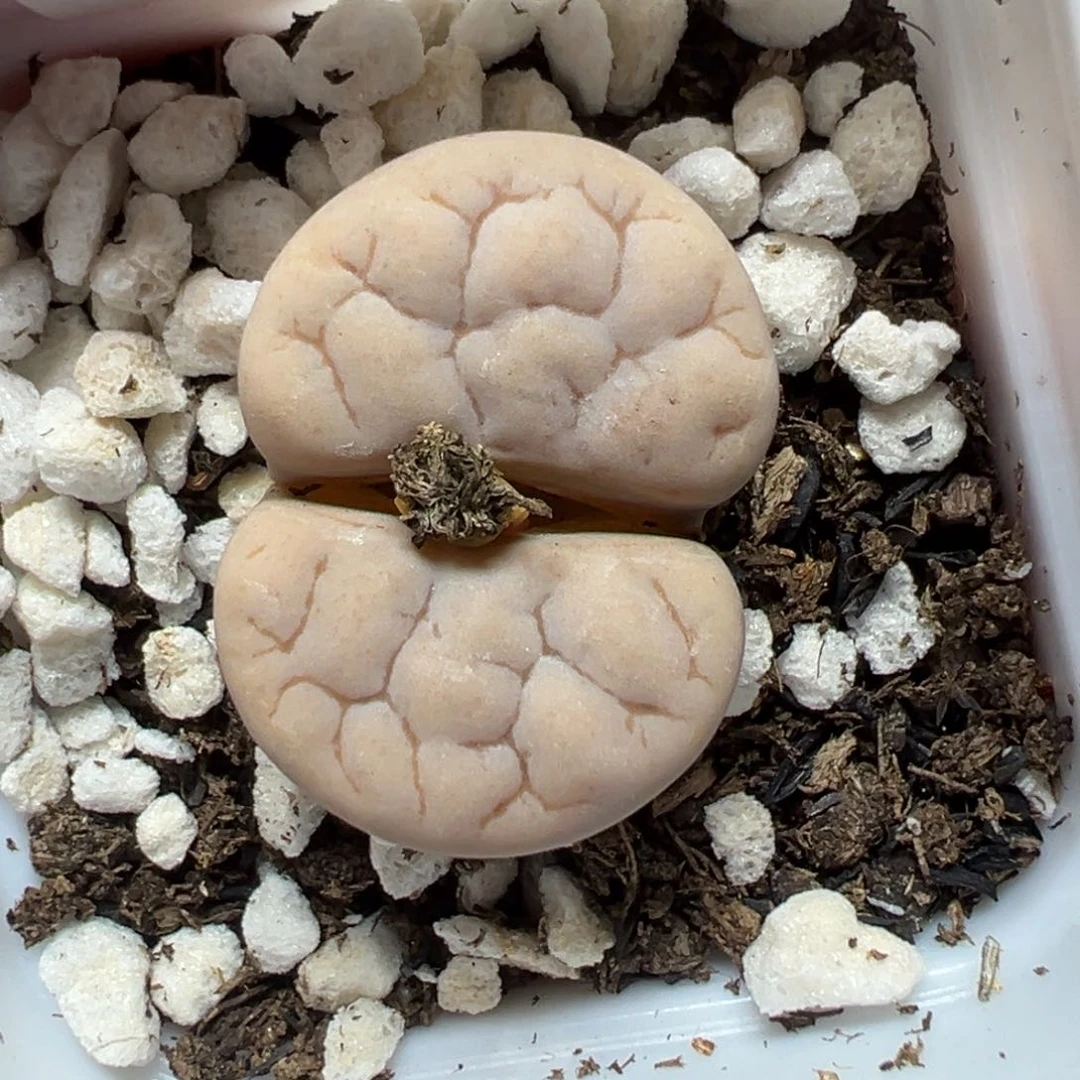 【闪购商品】大*弟616。