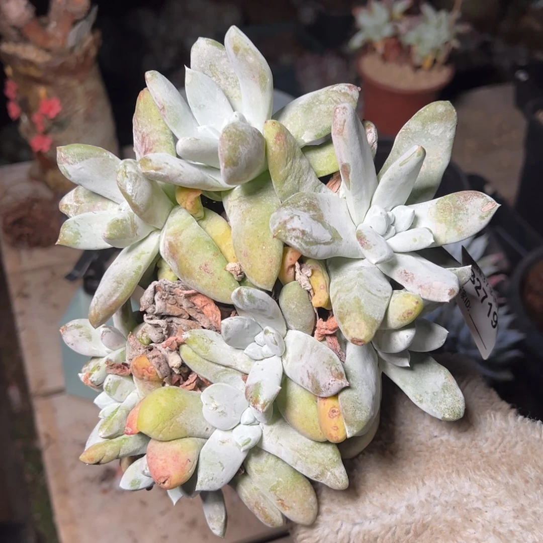 晨*2719哈哈哈哈哈哈哈哈哈