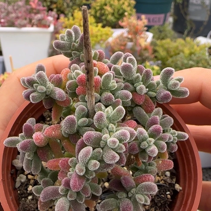 770-紫冰晶植物枝干