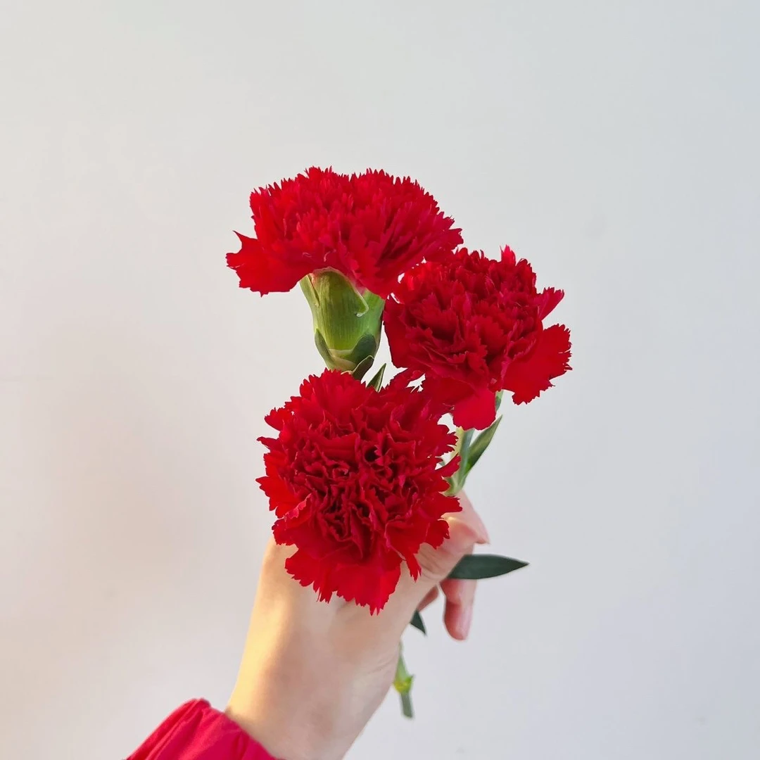 【云栖花卉】（红福康乃馨）现采直发一单包邮普快 任意两单升级顺丰