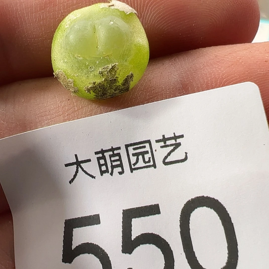 0000550 一物一拍……