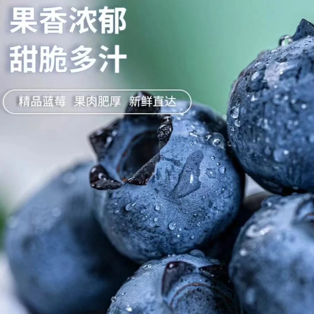 花香蓝莓L25鲜果特大果 蓝莓巨无霸