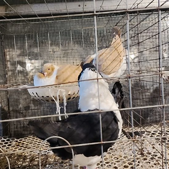 1中国大陆包装乳鸽肉鸽一对