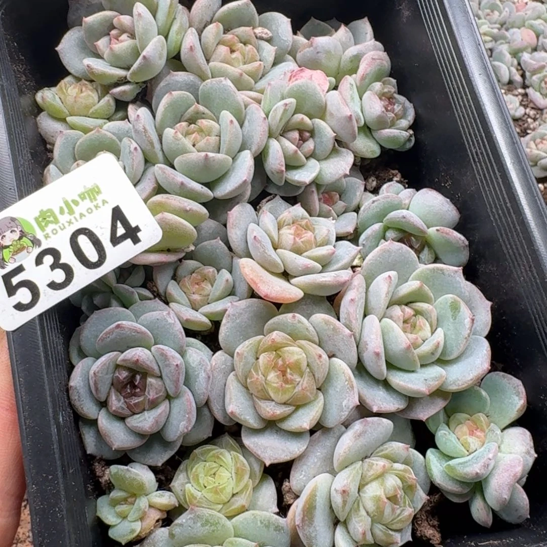 泡***x多肉植物多肉植物